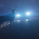 Beware of Deer on California Roads: Ways to Stay Safe as The Days Are Getting Shorter
