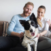 Pets and Estate Planning